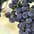Wine grapes
