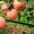 Apples