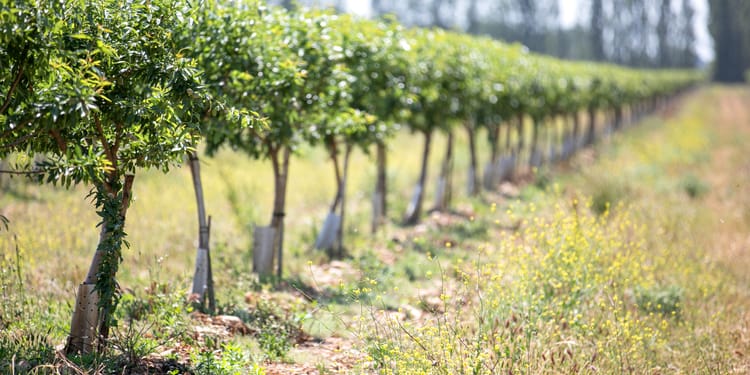 Meet almond yield targets with precision irrigation