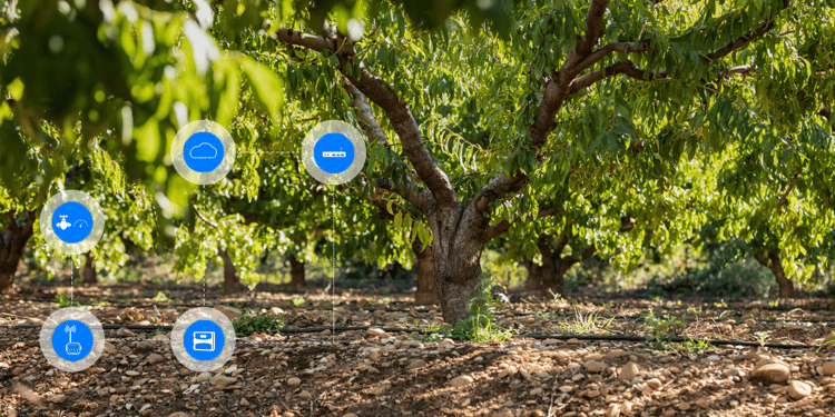 Enrich your orchards with our digital solutions