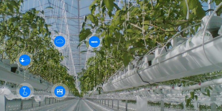 OPTIMIZING PROTECTED CROPS GROWTH WITH NETBEAT™