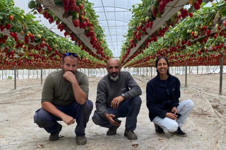 Netafim agronomists in tomato greenhouse  