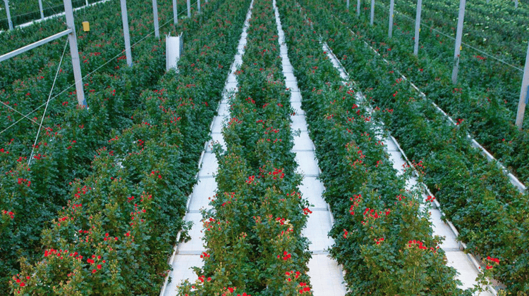 Floriculture Business From the Ground Up
