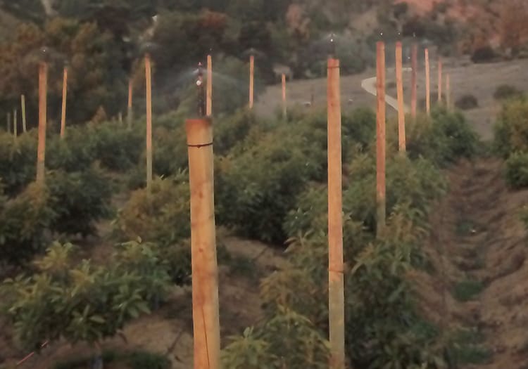 pulsars avocado frost protection 752x527