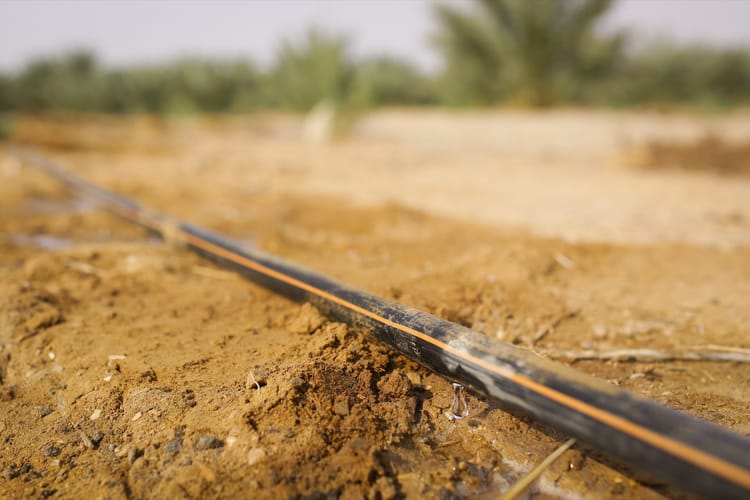 Dates Drip    9,10.9.2020