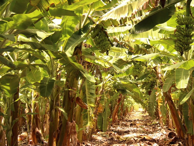 Banana_Micro irrigation_Brazil 12