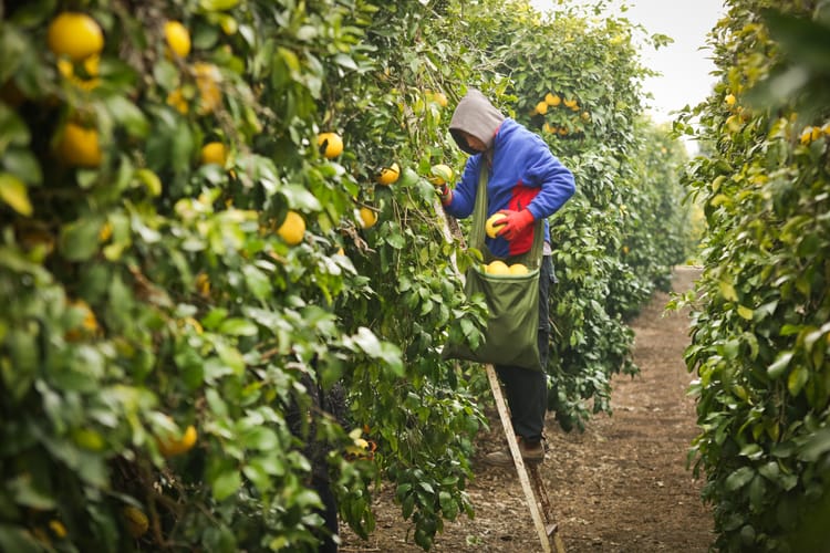 Citrus-Marsh Grapefruit