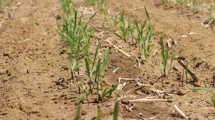 Sugarcane_Agrovale_Brazil 20