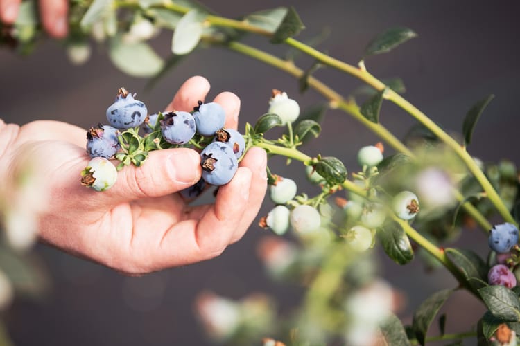 Blueberries Morocco 25