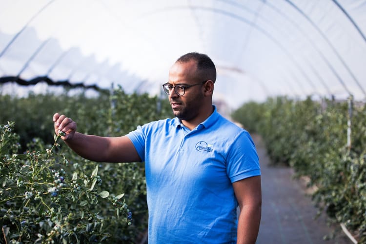 Blueberries Morocco 67