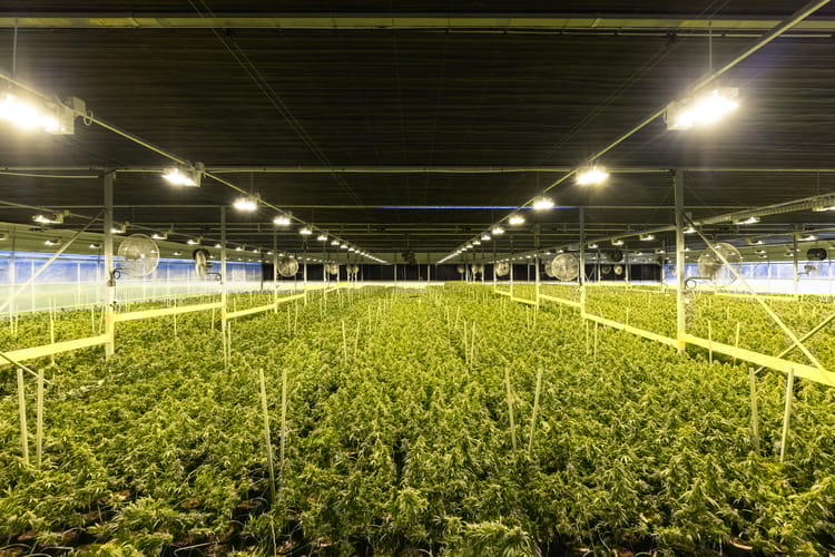 medical cannabis in greenhouse