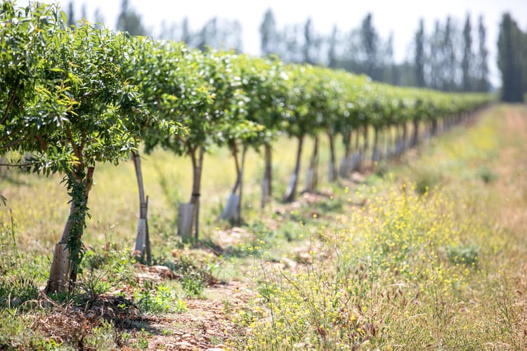 Meet almond yield targets with precision irrigation