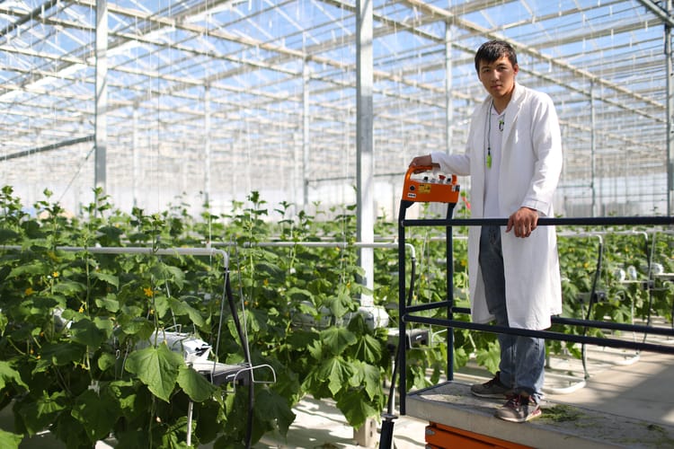 Kazahstan Kulsary, cucumber greenhouse, stills footage 11