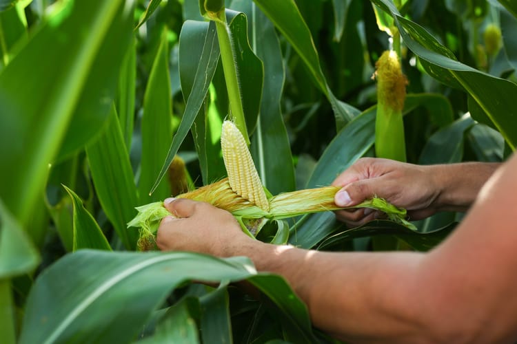Turkey Corn Photoshooting 08