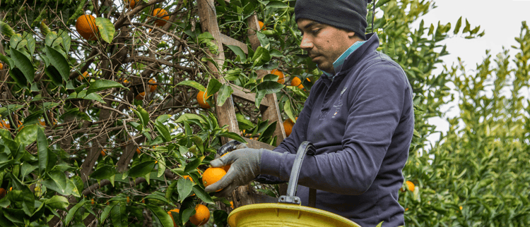 Creating a sustainable food value chain