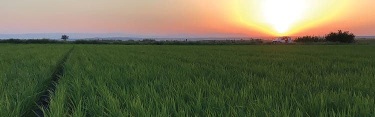 Going Local - The Impact of the Corona Crisis on Food Security