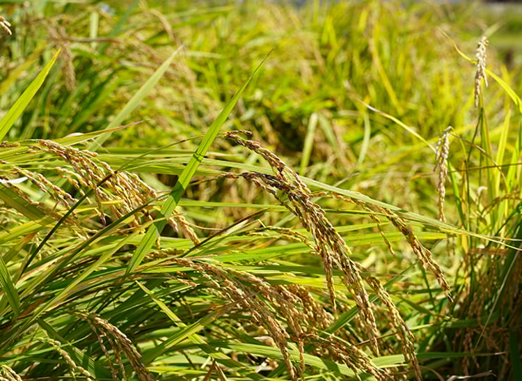 Growing-rice-in-japan