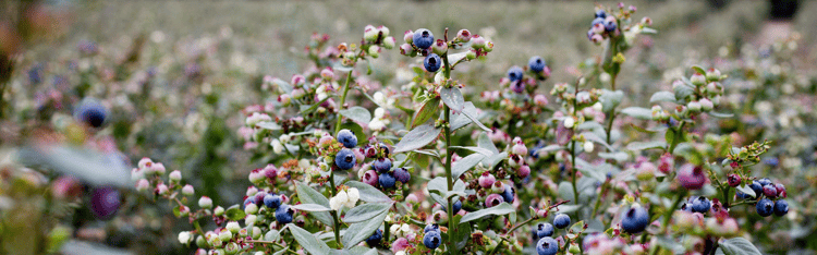 Banner How blueberry farming is evolving: three changes shaping modern production