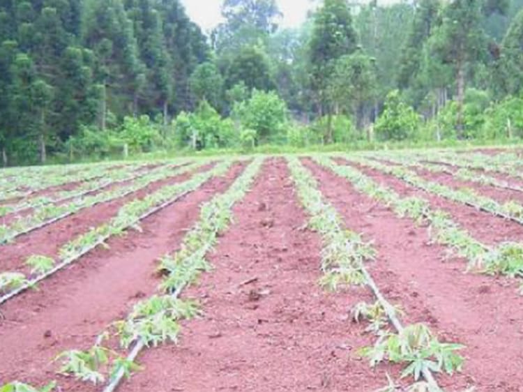 Cassava field
