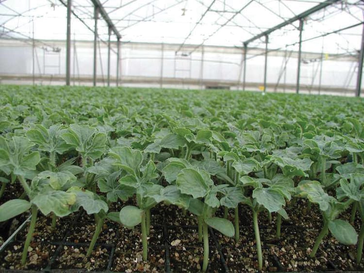 Pulsar™ with VibroNet™