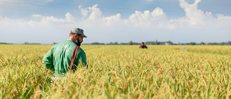 Drip Irrigated Rice Pioneers