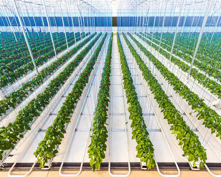 Rows of plants in Emseni greenhouse