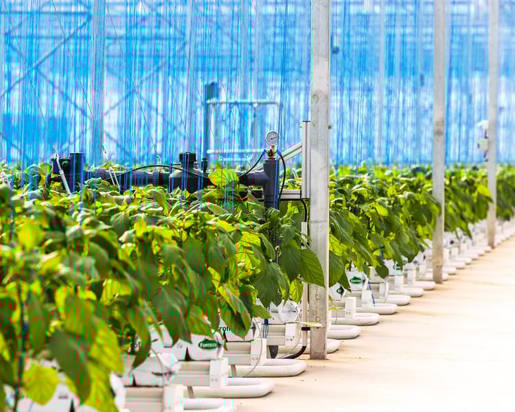 Tomato plants in greenhouse