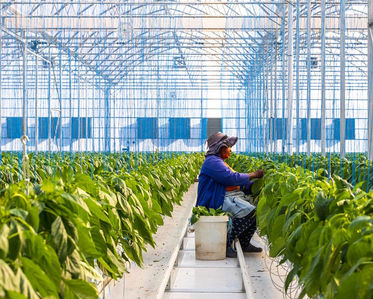 Worker in greenhouse
