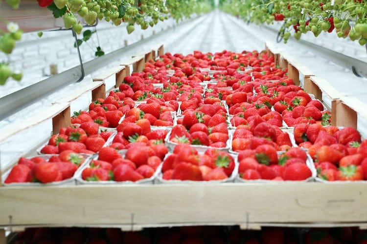 Strawberries in Steiner greenhouse