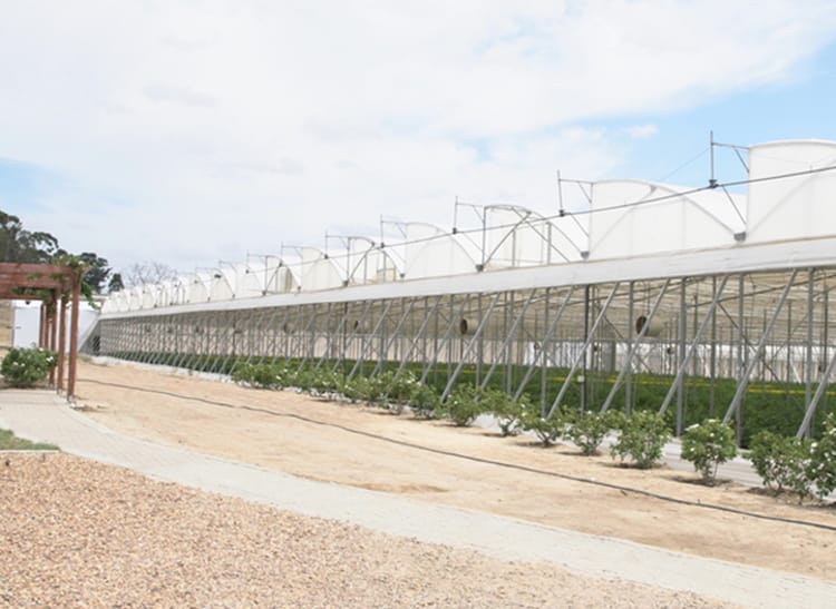 Blueberries in greenhouse in South Africa