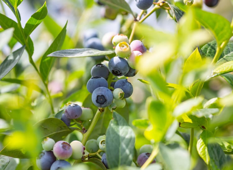 Blueberries in greenhouse in South Africa