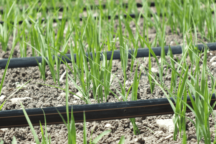 Drip irrigated green onion field