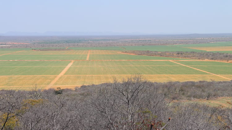 sugarcane_agrovale_brazil
