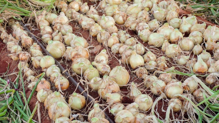 Onion_Bahia_Brazil 11