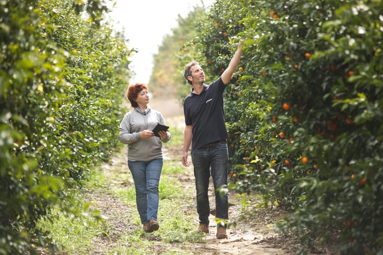 Netafim consultant and customer in citrus grove