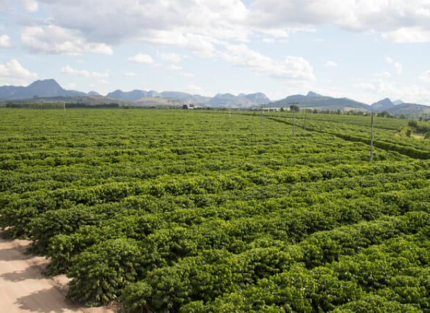 How Drip Irrigation Is Giving Robusta Coffee a Greener Cup
